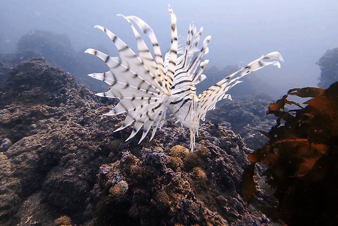서귀포 자구리 해안 바닷 속 열대 어종인 점쏠배감펭이 다이버를 따라 오고 있다. 백소아 기자