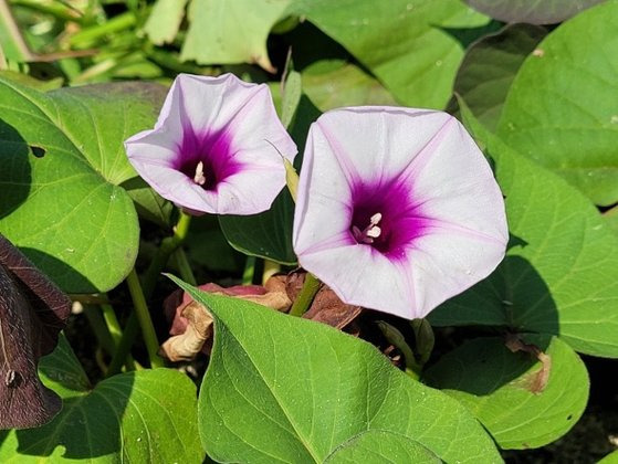 평균 기온이 올라가야 꽃이 피기 때문에 기후변화를 나타내기도 하는 고구마 꽃. 베테랑 농부도 고구마 꽃을 처음 봤다고 할 만큼 매우 희귀하다. [사진 김성주]