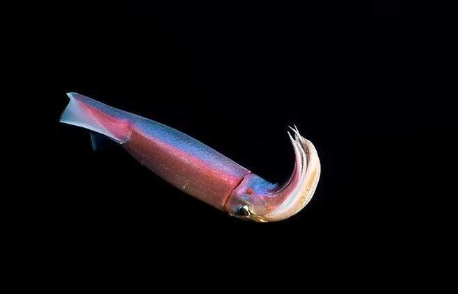 보라등날오징어의 실제 모습 자료사진