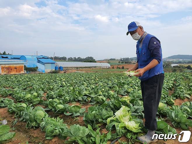 전남 무안군 해제면의 농부 박승록씨(70)가 9일 수확시기를 놓쳐 쫑이 올라온 양배추를 보며 안타까워하고 있다. 2021.10.9/뉴스1