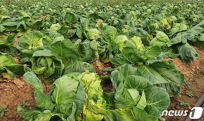 9일 전남 무안군 해제면 일대 양배추밭. 유통 상인들이 가격 폭락으로 수확을 미루고 연락이 안되면서 다 자란 양배추가 밭에서 방치되고 있다. 2021.10.9/뉴스1