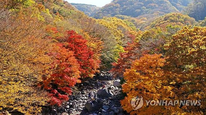 한라산 천아계곡 단풍 [연합뉴스 자료사진]