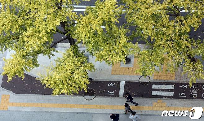 서울 세종대로 가로수 은행나무가 노란색으로 물들어 가고 있다. 2021.10.10/뉴스1 © News1 김명섭 기자