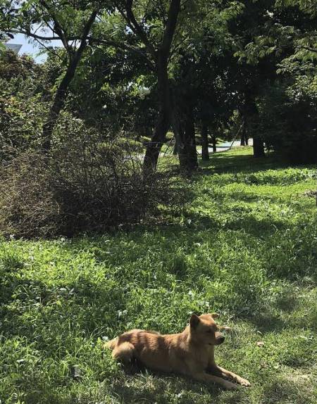 세상을 떠난 상암이는 여전히 물음을 던지고 있다. 그 마취총으로 친구들을 해하지 말아달라고, 길 위의 생명이라고 함부로 대하지 말아달라고, 부디 안전하게 살 수 있게 방법을 찾아달라고./사진=SNS 캡쳐