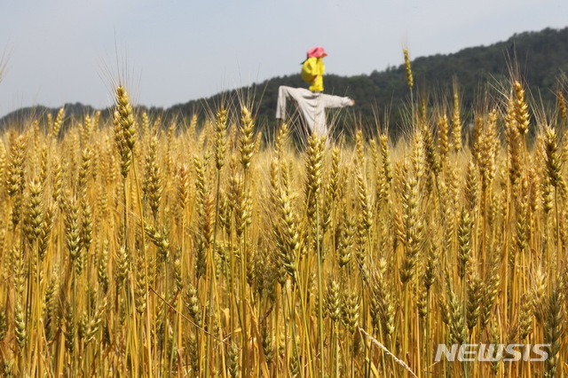 [안동=뉴시스] 우리밀. 경북도는 쌀 대신 밀과 콩 등을 식량자원으로 확보하기 위한 사업을 추진하고 있다. (사진=뉴시스 DB) 2021.10.12