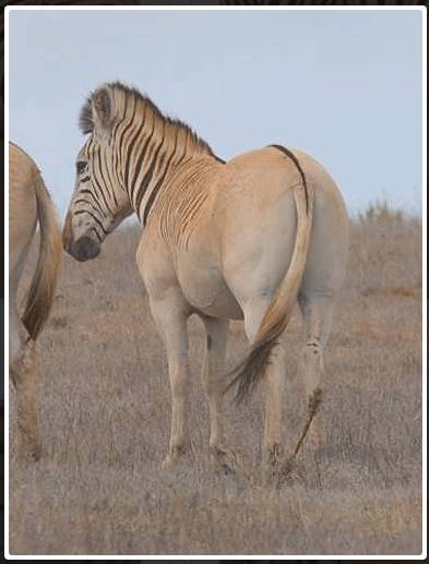 1987년부터 현지에서 진행중인 콰가 복원사업을 통해 과거 콰가와 비슷한 무늬를 가진 얼룩말이 태어나고 있다. 다만 이 작업을 성공적 복원으로 평가하기에는 다소 시간이 걸릴 것으로 보인다. /Quagga Project