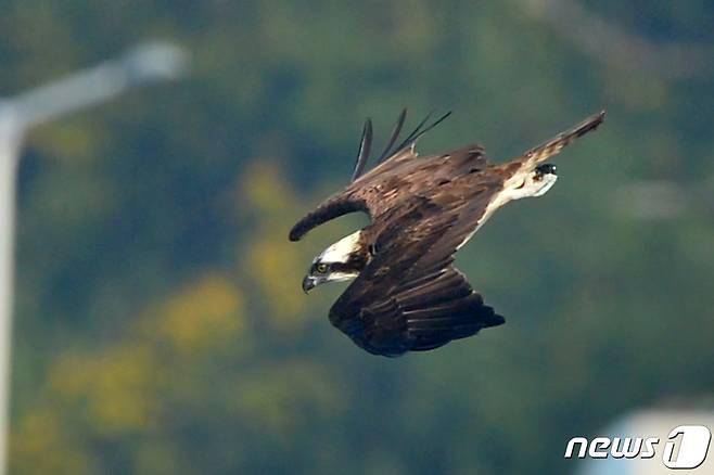 멸종위기 2급 물수리가 14일 경북 포항시 남구 연일읍 형산강에서 먹잇감 사냥을 하고 있다. 2021.10.14/뉴스1 © News1 최창호 기자