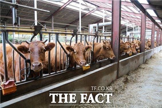 강원도 양양 한우가 고급 '육' 품평회에서 최우수상을 수상했다. 사진/양양군 제공