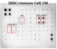 줄기세포와 면역세포 공동배양액을 유효성분으로 적용한 결과, M-CSF, MCS R, HGF, IGFBP-4, IGFBP-6 등 피부재생 효능을 내는 성장 인자 분비가 촉진됐다/사진제공=이뮤니스바이오