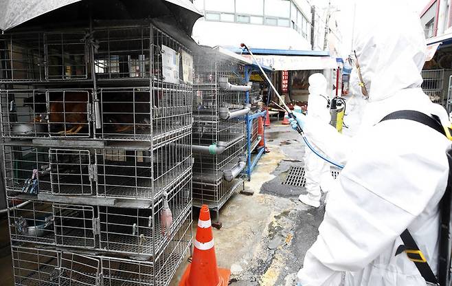 [광주=뉴시스] 변재훈 기자 = 광주 북구청 시장산업과 직원들이 12일 광주 북구 말바우시장 내 닭오리 판매업소에서 조류인플루엔자(AI) 예방을 위해 방역소독을 하고 있다. (사진=광주 북구 제공) 2021.10.12. photo@newsis.com *재판매 및 DB 금지