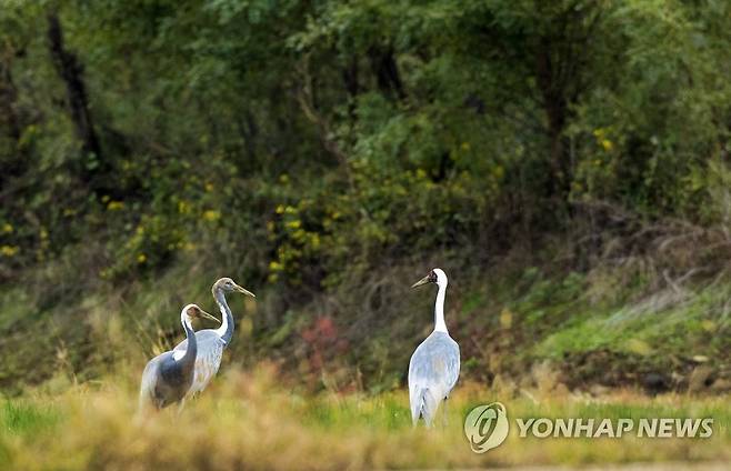 반가운 겨울 진객 재두루미 (철원=연합뉴스) 15일 강원 철원군 민통선 마을 내 빈 들에서 재두루미(천연기념물 제203호, 멸종위기Ⅱ급) 가족이 쉬고 있다. 2021.10.15 [권영덕 작가 제공. 재판매 및 DB 금지] yangdoo@yna.co.kr