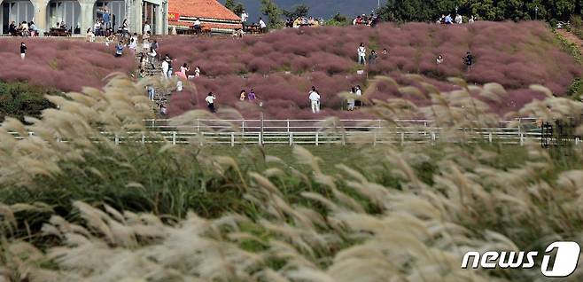한글날 연휴인 10일 오후 제주시 애월읍 봉성리 카페에 있는 핑크뮬리 정원에서 관광객들 가을정취를 만끽하고 있다.2021.10.10/뉴스1 © News1 고동명 기자