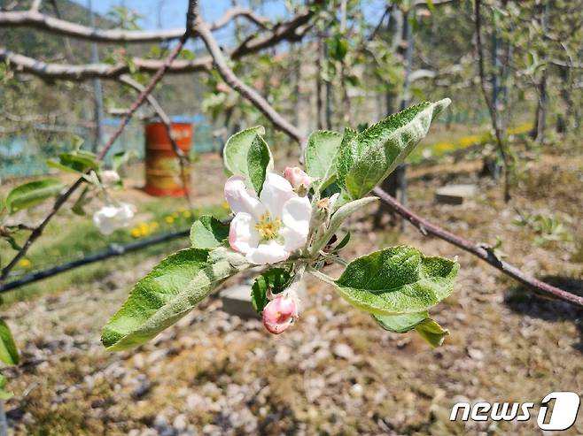 냉해 피해 자료 사진.(충주시농업기술센터 제공)2021.4.19/© 뉴스1