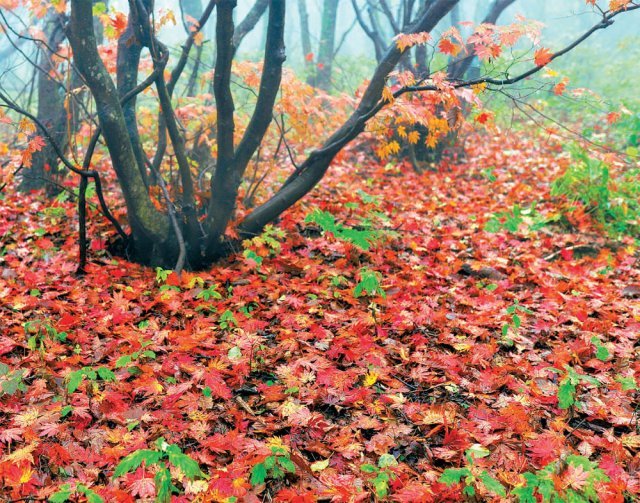 오대산 노인봉 등산로에 떨어진 꽃처럼 빛나는 낙엽. 빨간색, 노란색, 갈색 단풍잎 사이로 초록색 이파리가 선명한 대조를 이루고 있다.