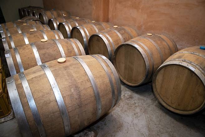 오크통에서 숙성중인 와인들. 오크통은 약 3-4회 사용하고 새것으로 교체한다고 했다. 장진영 기자