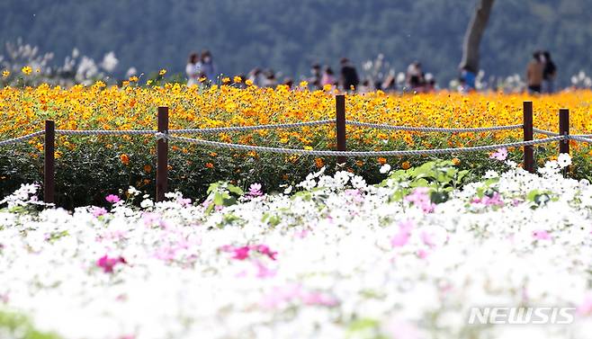 [서귀포=뉴시스] 우장호 기자 = 비교적 맑은 날씨를 보인 15일 오전 제주 서귀포시 안덕면을 찾은 관광객들이 코스모스 길을 걸으며 깊어가는 가을 정취를 느끼고 있다. 2021.10.15. woo1223@newsis.com