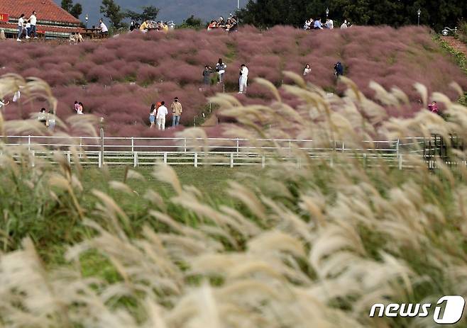 제주시 애월읍 봉성리 카페에 있는 핑크뮬리 정원에서 관광객들 가을정취를 만끽하고 있다.2021.10.10/뉴스1 © News1 고동명 기자