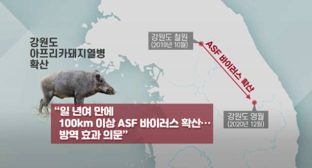 ▲강원도 철원에서 영월까지 ASF 바이러스 확산