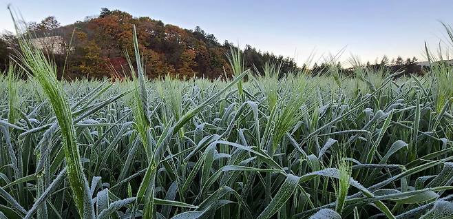 17일 아침 최저기온이 영하 5도까지 떨어진 강원 평창군 대관령 일원에 서리가 내렸다. 연합뉴스