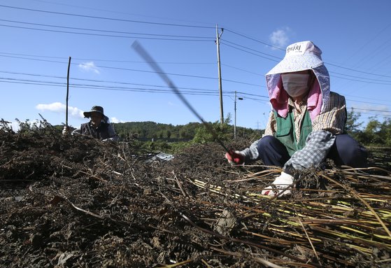 완연한 가을 날씨를 보이는 지난 14일 오전 울산 울주군 청량읍 한 들녘에서 농민들이 가을볕에 말린 깨를 털고 있다. 뉴스1