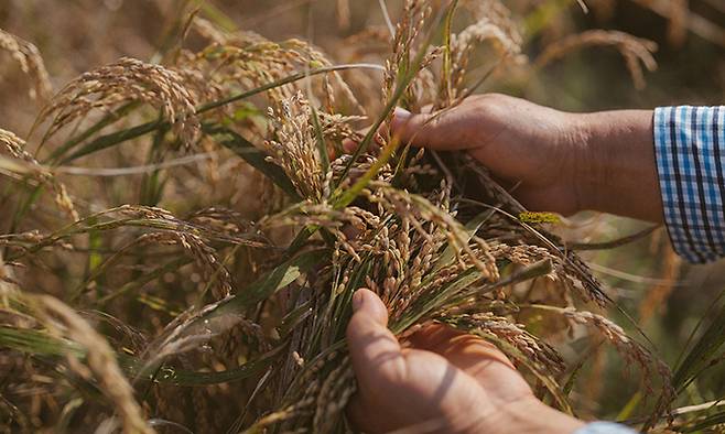 농민 정창섭(64)씨가 수확을 앞둔 알곡을 어루만지고 있다.