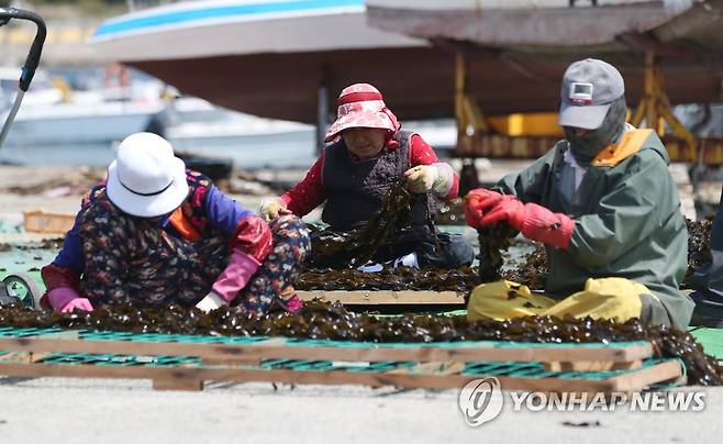 울산 돌미역 수확 한창 [연합뉴스 자료사진]