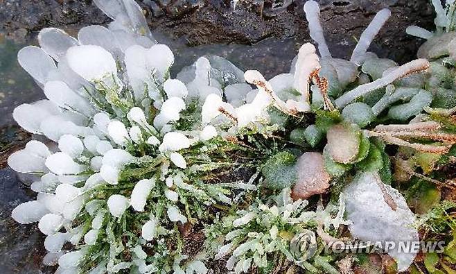 덕유산 향적봉 '첫얼음' (무주=연합뉴스) 17일 전북 무주군 덕유산 향적봉 풀밭에서 올해 첫얼음이 관측됐다. 2021.10.17 [덕유산국립공원 사무소 제공. 재판매 및 DB 금지] jaya@yna.co.kr