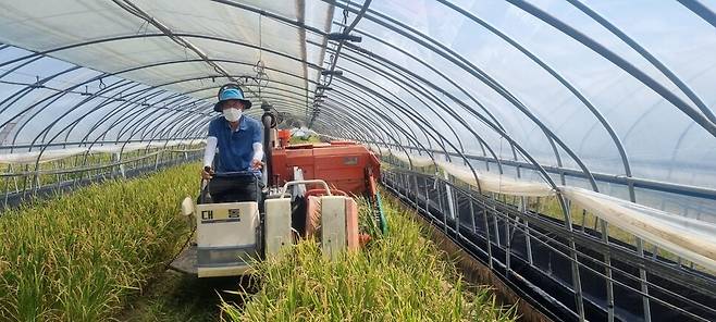 지난 8월17일 충남 부여의 한 시설하우스 안에서 빠르미 벼를 수확하고 있다. 충남도농업기술원 제공