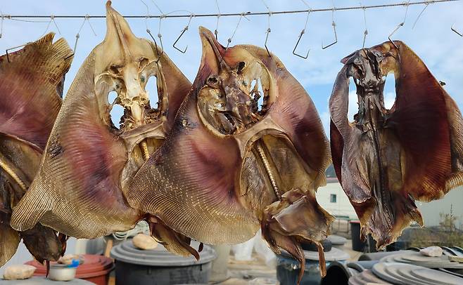대청도에서 홍어 말리는 모습. 대청도에선 주로 홍어를 말린 다음 쪄 먹는다.