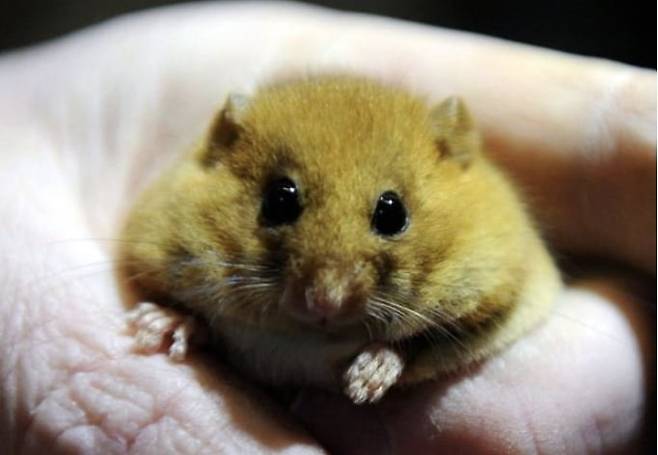 겨울잠쥐. EPA=연합뉴스