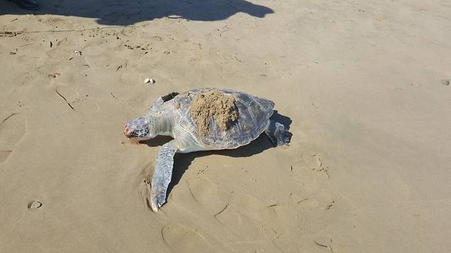 월포해수욕장 해변에서 발견된 푸른바다거북 사체.   포항해경 제공