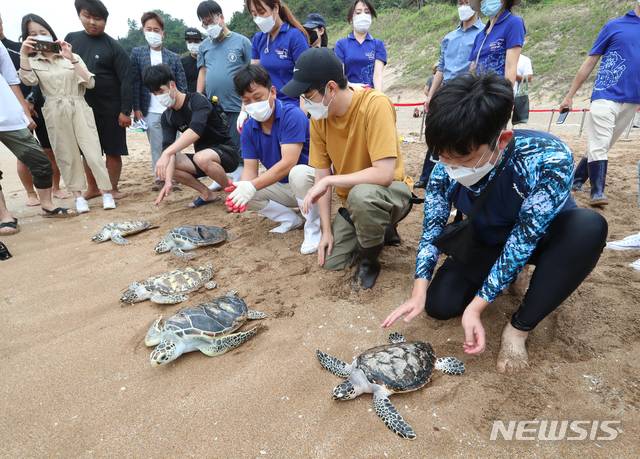 [서귀포=뉴시스]우장호 기자 = 해양수산부는 11일 오전 국내에서 인공 부화에 성공한 바다거북과  구조·치료 후 회복한 바다거북 등 국제적으로 멸종위기에 처한 바다거북 18마리를 제주 중문 색달해수욕장에서 방류했다. 관계자들이 바다거북을 방류하고 있다. 2020.09.11. woo1223@newsis.com