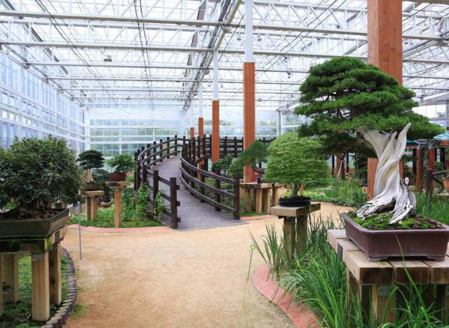 ▲분재 야생화 테마파크내에 전시된  진귀한 분재들.  ⓒ영양군청