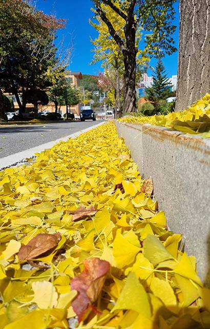 ▲태백시 청사 도로변에 쌓인 은행잎. ⓒ프레시안