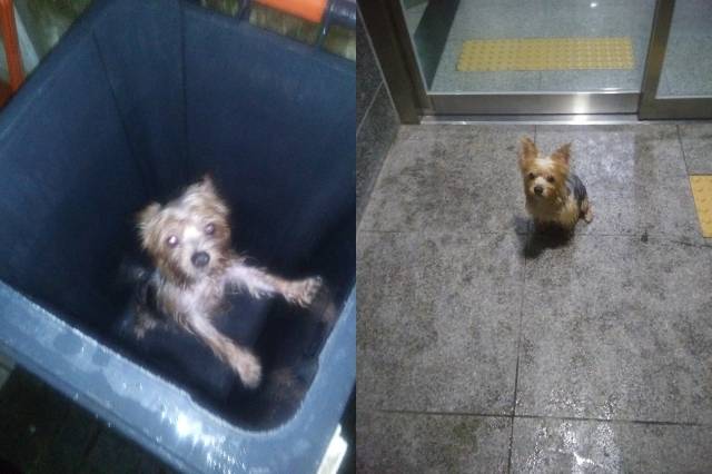 구출된 강아지의 모습. 온라인 커뮤니티 캡처