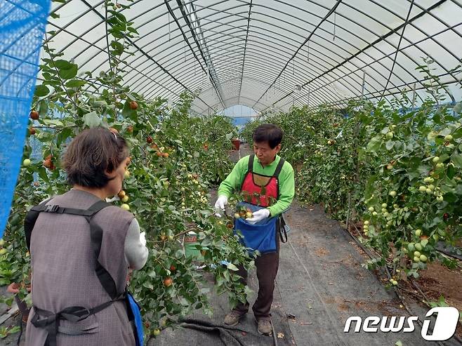 강원 평창 사과대추 농가 자료사진. (평창군 제공.) 2021.10.19/뉴스1