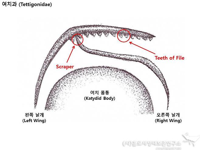긴꼬리쌕쌔기 소리 내는 법. 이강운 제공.