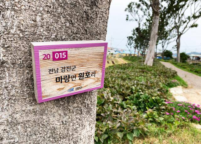 도초도 환상의 정원에 이식한 팽나무마다 출신지 팻말이 붙어 있다.