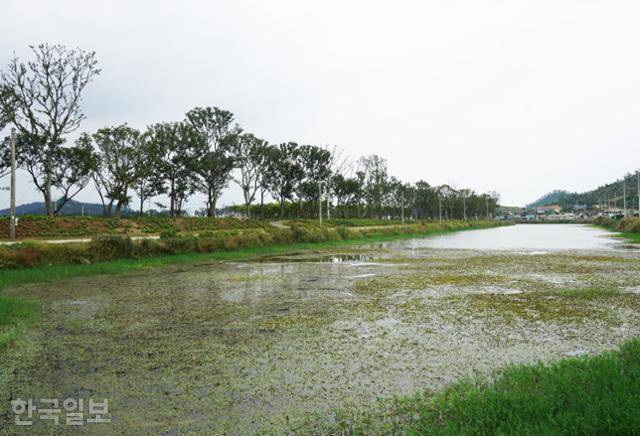 10리 팽나무 길과 나란한 월포천. 농업용수를 대기 위한 인공 수로다.