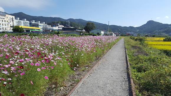 전라남도 화순군 산이고운 아파트 뒷쪽에 위치한 기찻길이 깨끗하게 정비됐다. 깊 옆으로 코스모스가 한창이다. [사진=화순군]