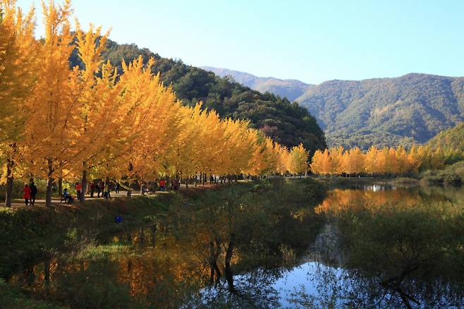 충북 괴산군 문광면 양곡리 양곡저수지 은행나무길 모습. 괴산군 제공.