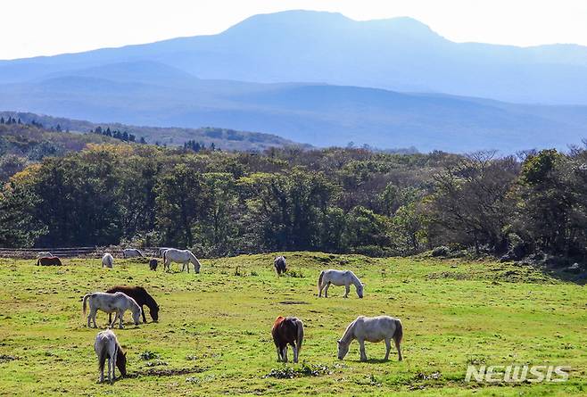 [제주=뉴시스] 우장호 기자 = 아침 최저기온이 10도 아래로 떨어지는 등 추운 날씨가 이어진 지난 18일 오후 제주시 용강동 마방목지에서 천연기념물 347호 제주마가 월동준비를 하는 듯 먹이활동에 여념이 없다. 2021.10.18. woo1223@newsis.com
