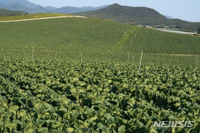 [해남=뉴시스] 해남군 황산면 연호리 배추밭. (사진=해남군 제공) photo@newsis.com