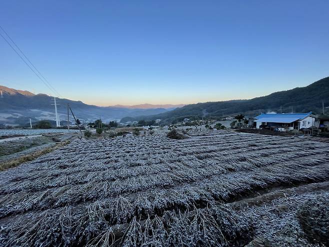 [평창=뉴시스] 김경목 기자 = 18일 오전 영하의 기온으로 떨어진 강원도 평창군에 서리가 하얗게 내려 앉아 있다. 강원지방기상청에 따르면 이날 오전 9시 평창 대관령의 기온은 전날보다 3도가 더 떨어진 영하 4.4도였다. (사진=정용권 작가 제공) 2021.10.18. photo@newsis.com *재판매 및 DB 금지