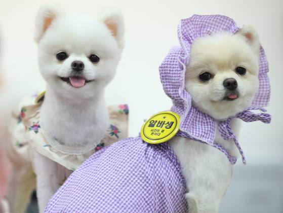반려동물을 키우는 인구가 크게 늘면서 반려동물과 함께 여행을 떠나는 사람도 늘고 있습니다. 사진은 지난 5월 경기도 고양시 킨텍스에서 열린 K-펫페어에 참가한 강아지. 〈사진=연합뉴스〉