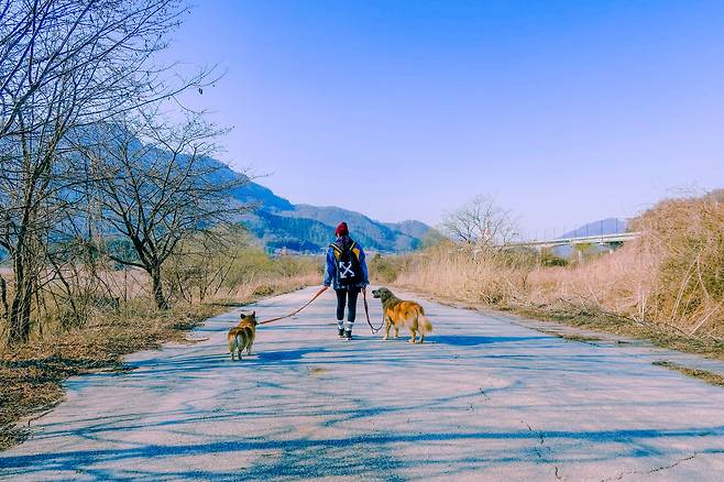 한탄강 주상절리길 01코스 구라이길 막바지. 차량 통제 구역으로 반려견과 함께 걷기 좋다.