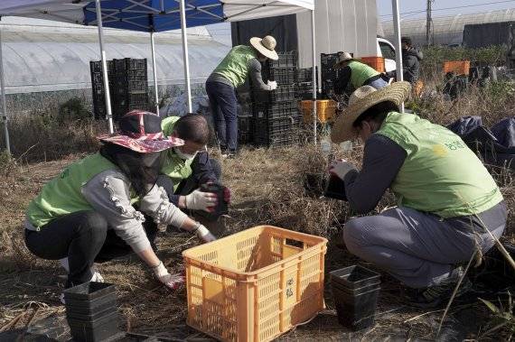 농협유통 임직원들이 20일 용인 남사농협 우리 화훼 농가를 찾아 구근작업을 하고 있다.