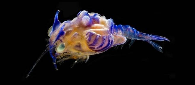 어미와는 전혀 다른 형태와 색깔을 지닌 심해새우 유생의 모습. 전혀 다른 종의 생물로 알려졌다 얼마 전 새우의 유생임이 밝혀졌다. 플로리다 국제대 제공.