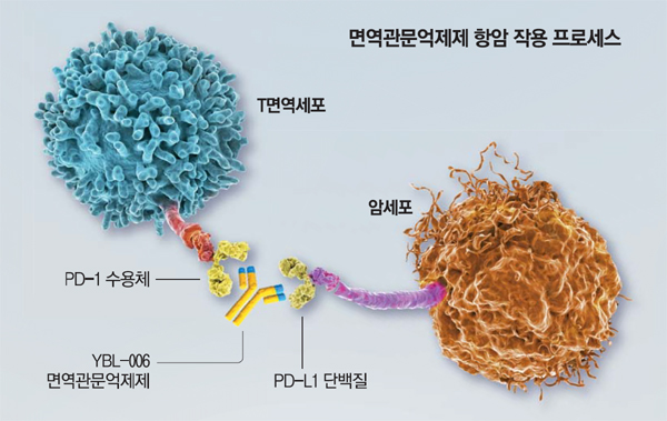 YBL-006은 `PD-1 면역관문억제제`로서 와이바이오로직스가 국내 바이오텍 중 유일하게 임상시험을 진행하고 있는 항PD-1 단일 항체다. 암세포 표면에 있는 단백질 PD-L1이 면역세포인 T세포 표면에 있는 단백질 PD-1과 결합하면 T세포는 암세포를 제대로 인식할 수 없지만 항PD-1 면역관문억제제 YBL-006은 T세포의 PD-1 수용체에 달라붙어 암세포의 회피 기능을 억제한다.