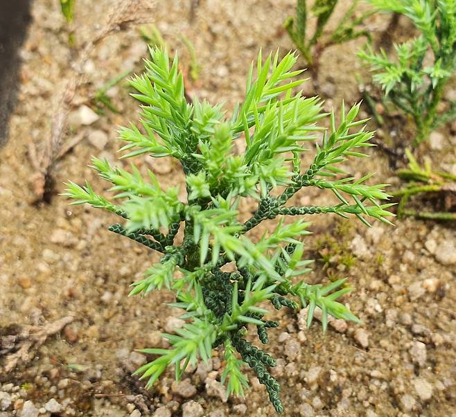 천연기념물 제88호 순천 송광사 쌍향수 후계목 육성 사진/ 전남도